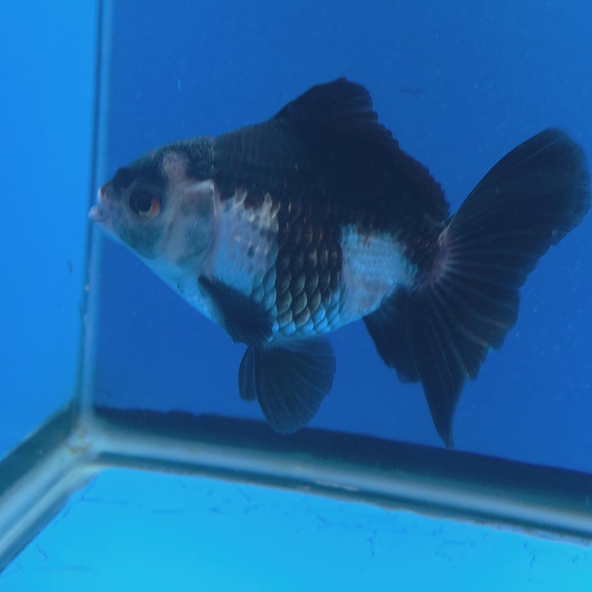 Thai Oranda Panda 3.00" Body Male (FEB-790)R1B03