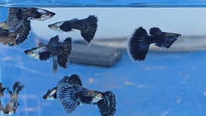 Live Fancy Guppy Fish Premium Quality Dumbo Ear Dark Platinum Purple (CGP-020)