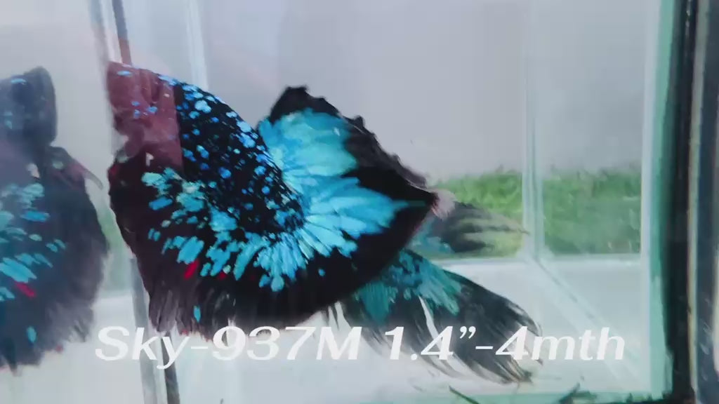 Live Male Betta Blue Black Galaxy Avatar Halfmoon (Sky-937)CUP High quality What you see What you get!!
