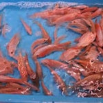 Live Freshwater Golden Base Kamfa Fry 1.00-2.00" Flowerhorn by Snow X Breed Thailand