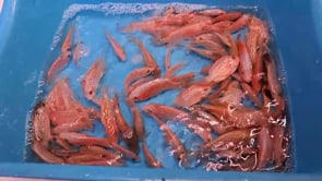 Golden Base Kamfa Classic Fry 1.00-2.00" Flowerhorn by Snow X Breed