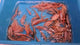 Golden Base Kamfa Classic Fry 1.00-2.00" Flowerhorn by Snow X Breed