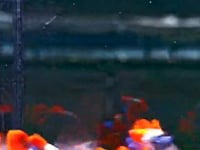 Live Fancy Guppy Fish Dumbo Big Ear Koi Guppy (CGP-156)