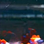 Live Fancy Guppy Fish Dumbo Big Ear Koi Guppy (CGP-156)