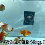 Live Fancy Goldfish Premium Select Our Choice Big Head Thai Lionchu Red/White Grow up to Over 5'' BODY(CGF-067)