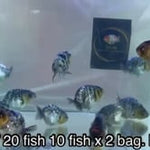 Live Fancy Goldfish Premium Select Our Choice Granite Calico Ranchu (CGF-082)