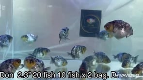 Live Fancy Goldfish Premium Select Our Choice Granite Calico Ranchu (CGF-082)