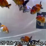 Live Fancy Goldfish Premium Select Our Choice Big Head Thai Lionchu Calico Grow up to Over 5'' BODY(CGF-080)