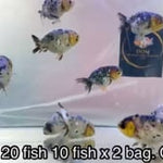 Live Fancy Goldfish Premium Select Our Choice White Tiger Calico Ranchu (CGF-083)