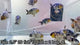 Live Fancy Goldfish Premium Select Our Choice White Tiger Calico Ranchu (CGF-083)