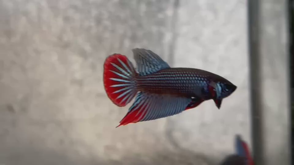Live Male Betta Gray Red  colors Imbellis hybrid wild Plakat (BID-06)CLEARANCE High quality What you see What you get!!