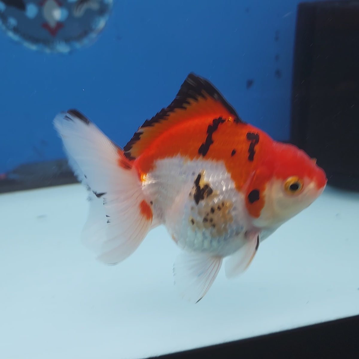 Thai Oranda Tri-Color 3” Female (FEB-258)R3A04