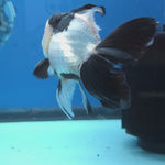 Thai Oranda Panda 4" Body male 9mths(FEB-570)R3A01