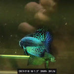 Live Male Betta Green Alien Hybrid Wild Plakat (DET-218) High quality what you see what you get!!