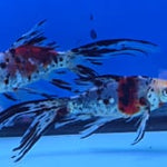 Shubunkin Goldfish 5.00 inch