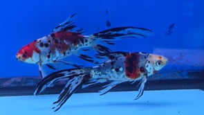 Shubunkin Goldfish 5.00 inch