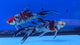 Shubunkin Goldfish 5.00 inch