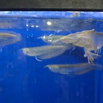 Silver Arowana (Osteoglossum bicirrhosum)