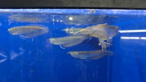 Silver Arowana (Osteoglossum bicirrhosum)