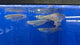 Silver Arowana (Osteoglossum bicirrhosum)