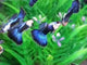 Live Fancy Guppy Fish Silverado HB Blue Tail Guppy (CGP-158)