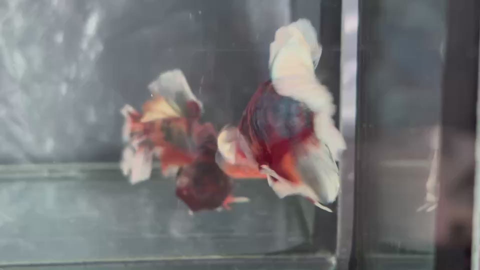Live Male Betta Red Metallic Koi Plakat (TNK-A749) High quality What you see What you get!!