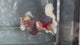 Live Male Betta Red Metallic Koi Plakat (TNK-A749) High quality What you see What you get!!