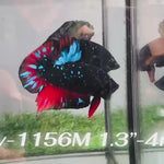 Live Male Betta Black Galaxy Avatar Plakat (Sky-1156) High quality what you see what you get!!