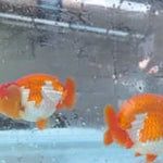 Thai Jumbo Dragon Head Ranchu Red & White 4.50 inch Body FEMALE (JES-JR1001)