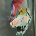 Live Male Betta Fancy Yellow Koi Doubletail Halfmoon (TNK-A671)S238 High quality what you see what you get!!