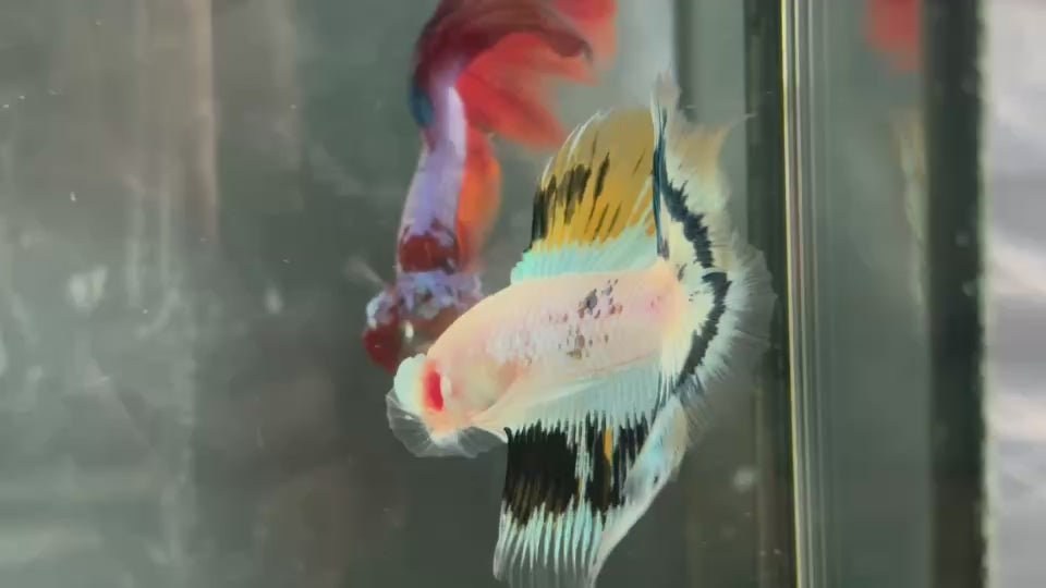 Live Male Betta Fancy Yellow Koi Doubletail Halfmoon (TNK-A671) High quality what you see what you get!!