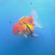Thai Oranda Red Apache  3.80" Body Female (FEB-804)R1B04