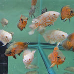 Live Fish Assorted Oscar 2.00-2.50 inch (Astronotus Ocellatus)