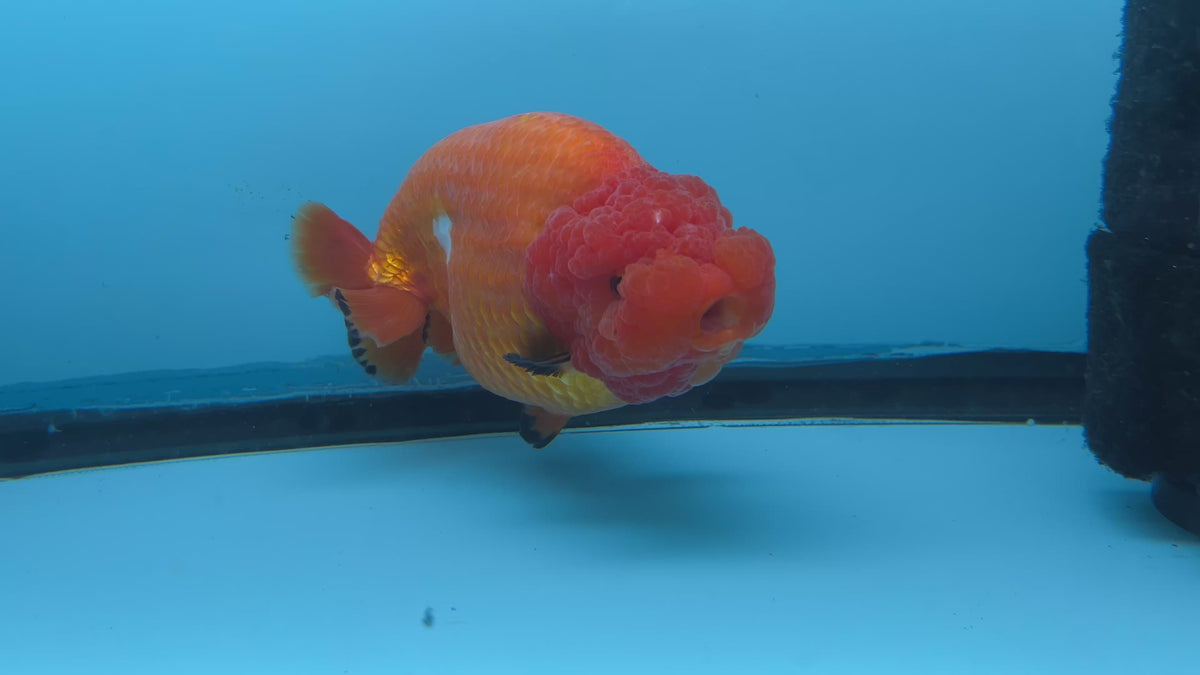 Live Premium Fancy Goldfish Super Jumbo Ranchu Red & White 6" Body Male (JC-011)