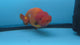 Live Premium Fancy Goldfish Super Jumbo Ranchu Red & White 6" Body Male (JC-011)