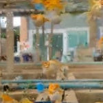 High Grade Golden Zebra Balloon Molly (Poecilia sphenops)