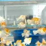 High Grade Sakura Balloon Molly (Poecilia sphenops)