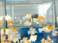 High Grade Sakura Balloon Molly (Poecilia sphenops)