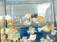 High Grade Sakura Balloon Molly (Poecilia sphenops)