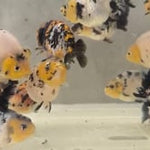A Grade Our Choice Calico Dragon Head Ranchu 2.50 inch Body (CGF)