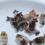 A Grade Our Choice Calico Dragon Head Ranchu 2.50 inch Body (CGF)