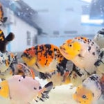 A Grade Our Choice Calico Dragon Head Ranchu 2.50 inch Body (CGF)