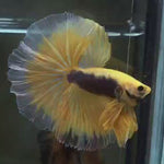 Live Male Betta Yellow Black Fancy OverHalfmoon (MKP-504) High quality what you see what you get!!