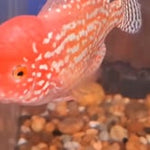 Golden Base Kamfa 4.00 inch Male (SNOW-101)
