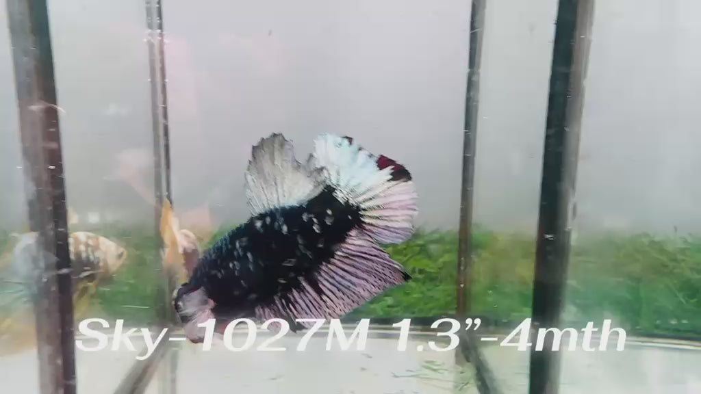 Live Male Betta Black Copper Galaxy Stardust Plakat (Sky-1027)H High quality what you see what you get!!