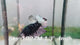 Live Male Betta Black Copper Galaxy Stardust Plakat (Sky-1027)H High quality what you see what you get!!