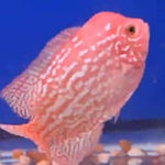 Golden Base Kamfa 4.00 inch Male (SNOW-107)
