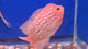 WYSIWYG Golden Base Kamfa 4.00 inch Male (SNOW-107)