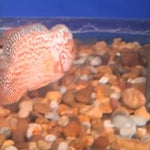 Golden Base Kamfa 4.00 inch Male (SNOW-109)