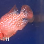 Golden Base Kamfa 4.00 inch Male (SNOW-111)